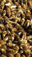 Frame full of insects crawling and working with honeycomb in a bright day. Busy bees buzzing and swarming. Macro shot of apiary concept Vertical video