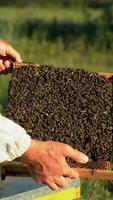 Frame is full of working bees in the hands of beekeeper on the apiary. Bees on honeycombs. Frames of a bee hive near the green grass Vertical video