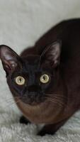 Black cat sitting on white bed and watching attentively in the camera. Black kitty with big yellow eyes on the warm blanket. Closeup to the camera a cute black cat. Vertical video