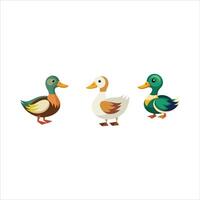 three ducks on a white background vector