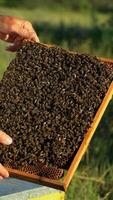 Beekeeper examines the frame with honeycombs in summer. Bees crawl on the frame with combs. The beekeeper with his bare hands is holding a frame with bees. Vertical video