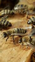 Beautiful bees working in the hive and crawling on the frames with combs in sun. Busy insects buzzing and swarming on the top of a beehive. Macro shot Vertical video