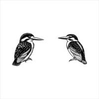 two black and white drawings of a kingfisher and a heron vector