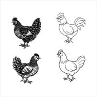 four different chickens in different poses on a white background vector