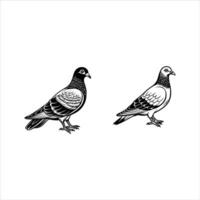 two black and white pigeons are shown in a drawing vector