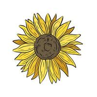 colored sunflower flower in doodle style. Illustration for design and decoration. Summer flower isolated on white background, single element. Realistic linear drawing vector