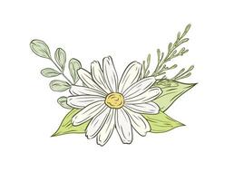Chamomile flower with green leaves and branches. color illustration, flower bouquet. Design and decoration of chamomile, daisy products. Herbs, plant, greenery, botanical postcard. vector