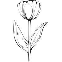 Black Minimalist Monoline Tulip vector