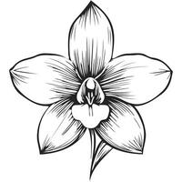 Black Minimalist Monoline Orchid vector