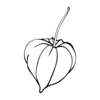 Physalis Graphic illustration. Autumn berries drawing in line art style. Botanical sketch Winter cherry painted by black inks. Chinese Lantern plant on white background EPS Illustration vector