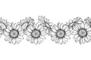 Sunflower seamless border. Hand draw Sketch pen and ink vintage illustration on white background. Botanical graphic engraving design vector