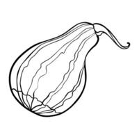 Pumpkin Sketch. Graphics illustration zucchini painted by black inks. Linear drawing vegetable marrow on isolated. Engraving for designs fall harvest and Thanksgiving day. in line art style vector