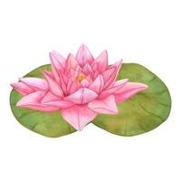 Buds Pink Lotus and green leaves. Watercolor botanical Illustration tropical Water Lily and green Leaves on isolated background. Hand Drawn Flowers for invitations, print and design vector