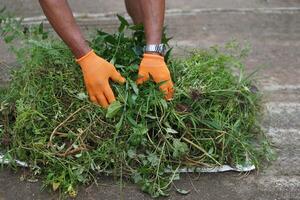 Hands wear gloves are grabbing pile of grass or weed on the ground. Concept, get rid of weeds by hands, don't use chemicals for stop toxic in agriculture crops. Fresh grass can feed cows. photo