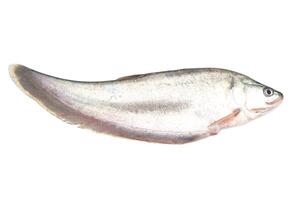 Fresh Chitala ornata fish or Knife fish, prepared for cooking, isolated on white background. concept, edible freshwater fish in Thailand, can be cooked in various delicious menu. photo