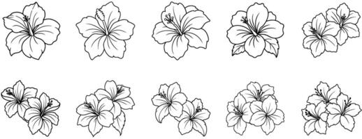 Set of Hibiscus Line Drawings, Coloring Pages vector