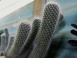 Close up photo of a small cactus in a pot in a tropical area