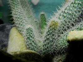 Close up photo of a small cactus in a pot in a tropical area