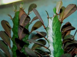 Close up photo of a small cactus in a pot in a tropical area