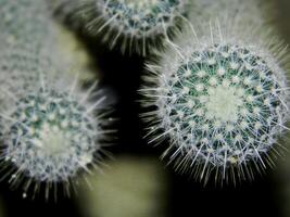 Close up photo of a small cactus in a pot in a tropical area