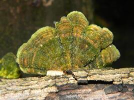 Close up photo of fungus attached to fallen wood.