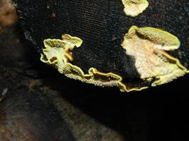 Close up photo of fungus attached to fallen wood.