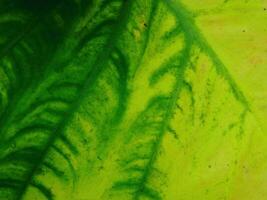 closeup photo of green taro leaves colocasia esculenta which can be used as a background