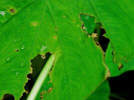 closeup photo of green taro leaves colocasia esculenta which can be used as a background