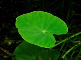 closeup photo of green taro leaves colocasia esculenta which can be used as a background