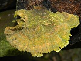 Close up photo of fungus attached to fallen wood.