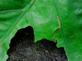 closeup photo of green taro leaves colocasia esculenta which can be used as a background