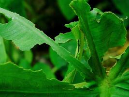 closeup photo of green taro leaves colocasia esculenta which can be used as a background
