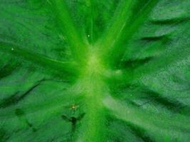 closeup photo of green taro leaves colocasia esculenta which can be used as a background