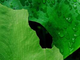 closeup photo of green taro leaves colocasia esculenta which can be used as a background