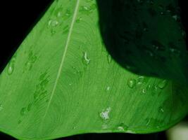 closeup photo of green taro leaves colocasia esculenta which can be used as a background