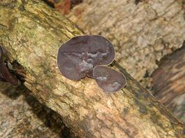 Close up photo of fungus attached to fallen wood.