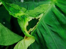 closeup photo of green taro leaves colocasia esculenta which can be used as a background