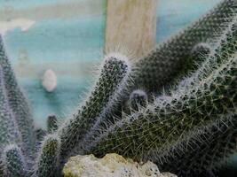 Close up photo of a small cactus in a pot in a tropical area