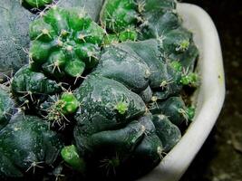 Close up photo of a small cactus in a pot in a tropical area