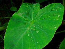 closeup photo of green taro leaves colocasia esculenta which can be used as a background