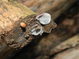 Close up photo of fungus attached to fallen wood.