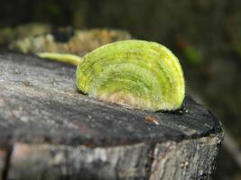 Close up photo of fungus attached to fallen wood.
