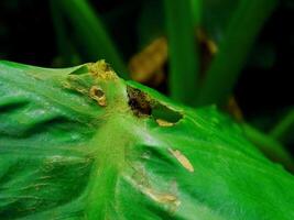 closeup photo of green taro leaves colocasia esculenta which can be used as a background