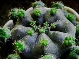 Close up photo of a small cactus in a pot in a tropical area