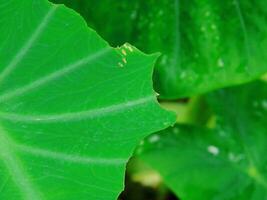 closeup photo of green taro leaves colocasia esculenta which can be used as a background