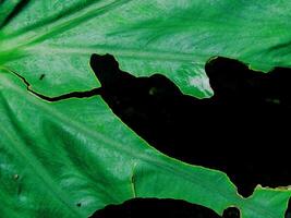 closeup photo of green taro leaves colocasia esculenta which can be used as a background