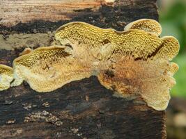 Close up photo of fungus attached to fallen wood.