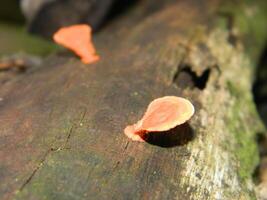 Close up photo of fungus attached to fallen wood.