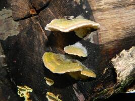 Close up photo of fungus attached to fallen wood.