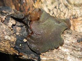 Close up photo of fungus attached to fallen wood.